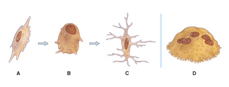 Anatomy And Physiology Questions - The Skeletal System: Bone Tissue